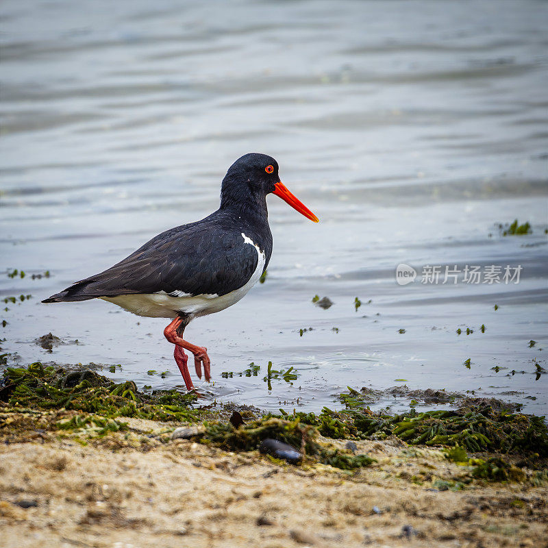 澳大利亚花衣魔笛手(Haematopus longirostris)